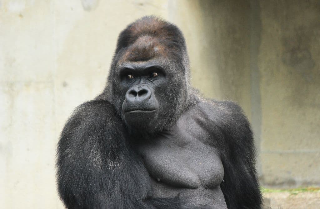 KINGKONG Padel Zoo 🦍 media 1