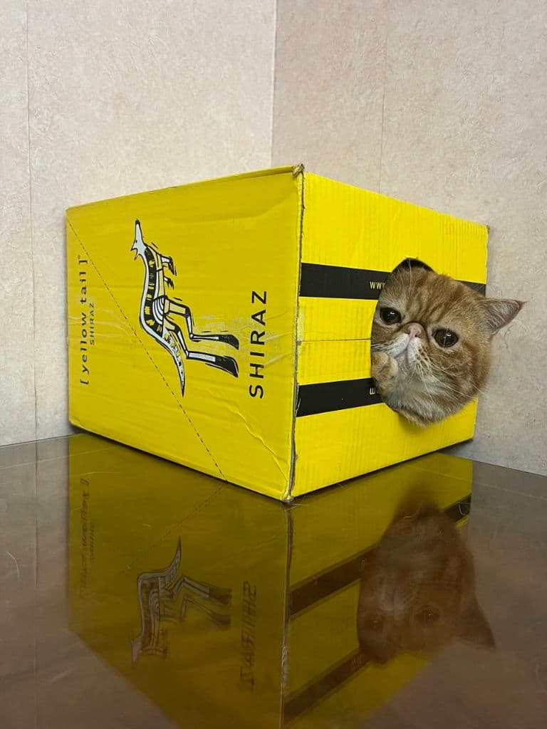 Rally Cats MNL media 6