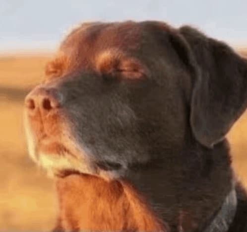 pickledog media 1