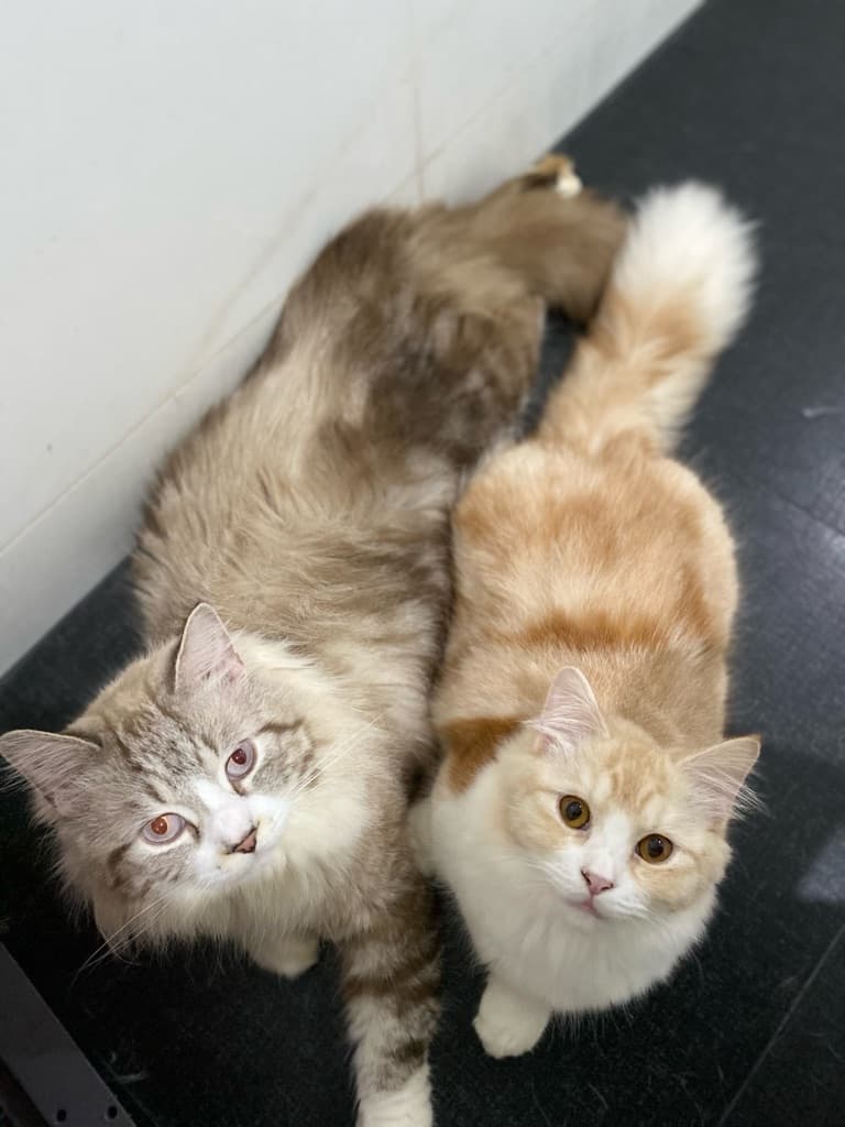 Kimchi Family media 1