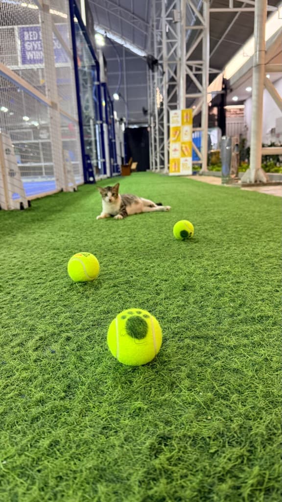 Pawlito Padel Society media 1