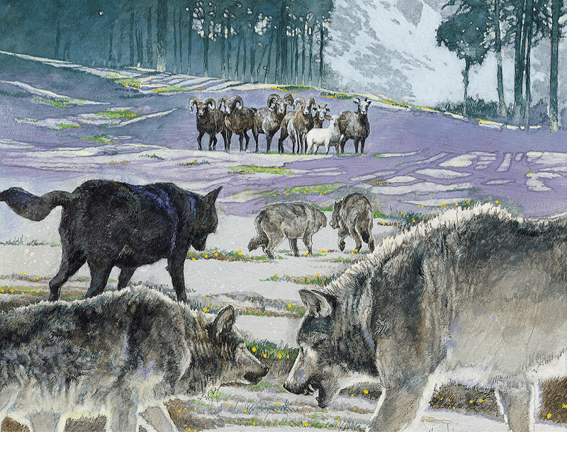 Wolf Tracks media 1