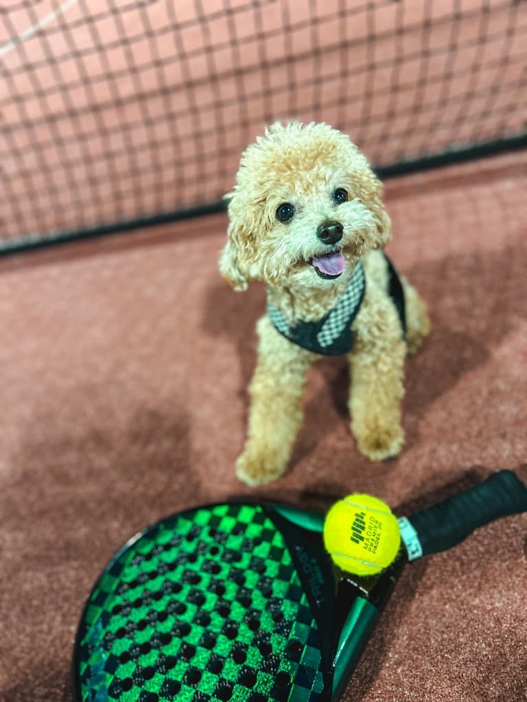 Dog Padel media 5