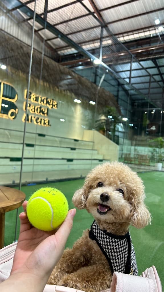 Dog Padel media 4