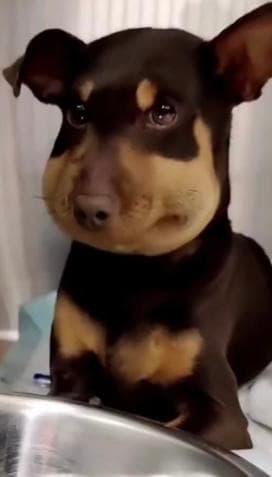 Pickle Dog (Innocent Dog) media 1