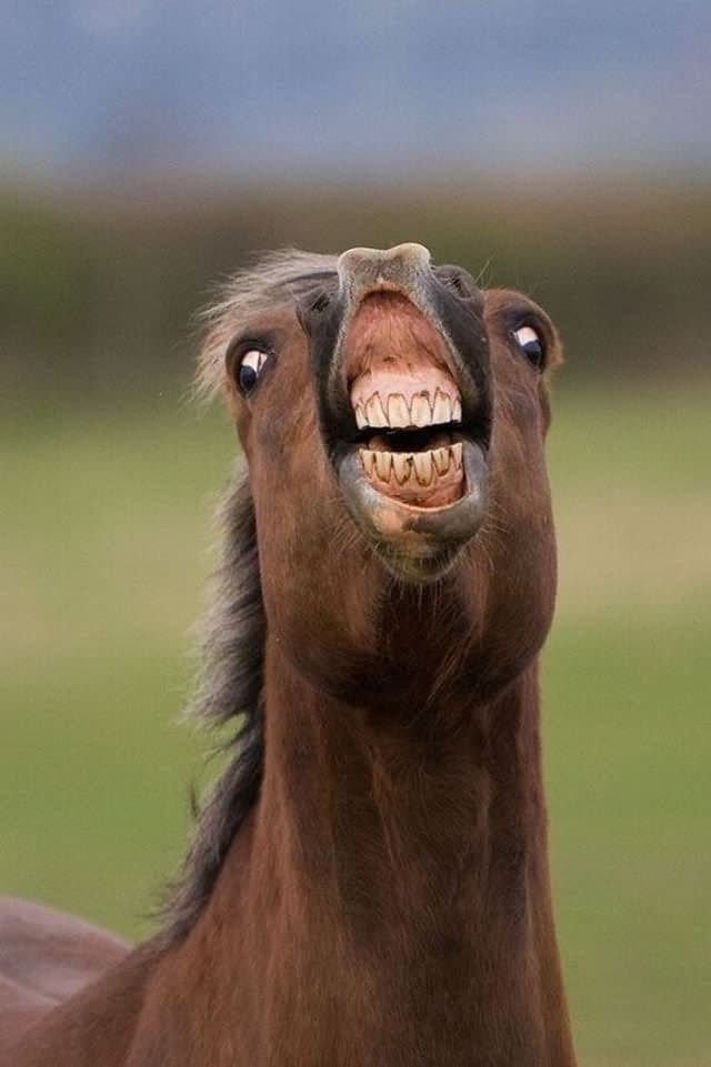 Kuda padel media 1