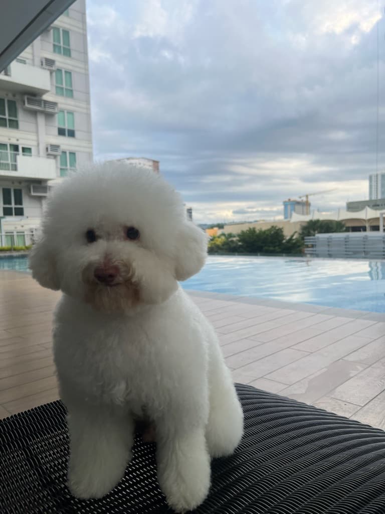 Pickle Poodle media 1
