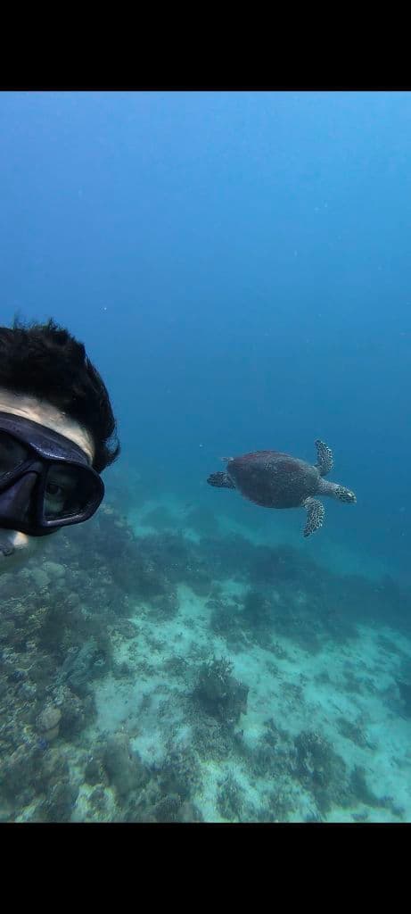 Dink and Dive media 2