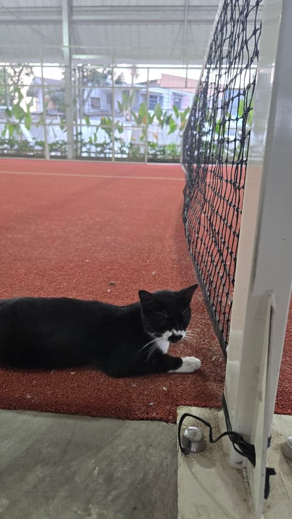 Soon Padel House Club media 3