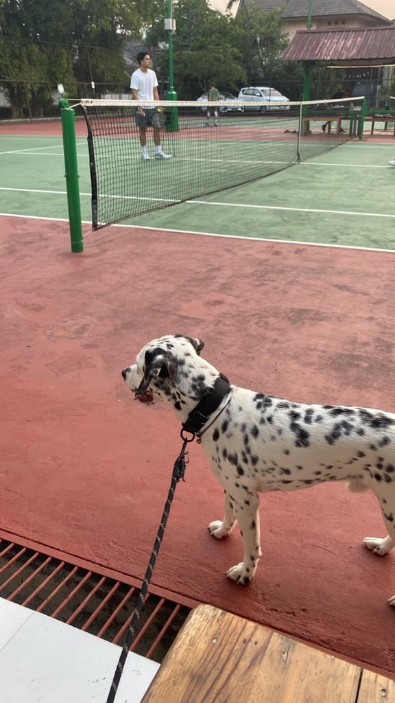 Baku Pukul Tennis media 3