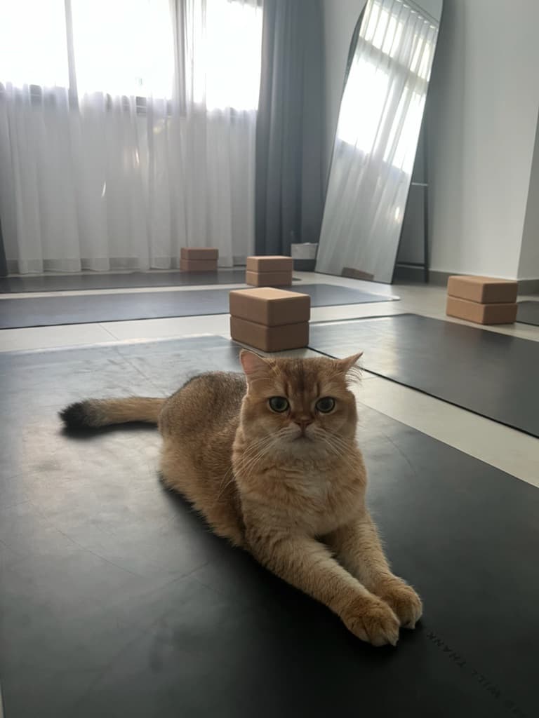 Yogawgrace media 5
