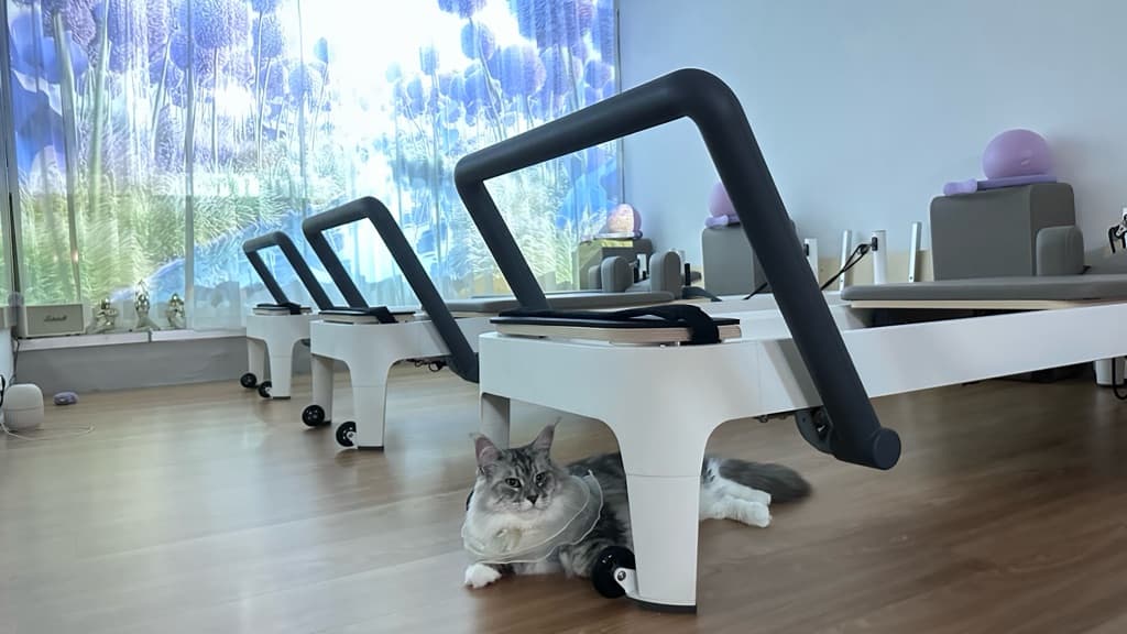 Bagel Studio Pilates  media 1