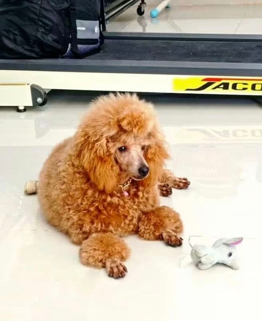 PADEL POODLE CLUB media 3