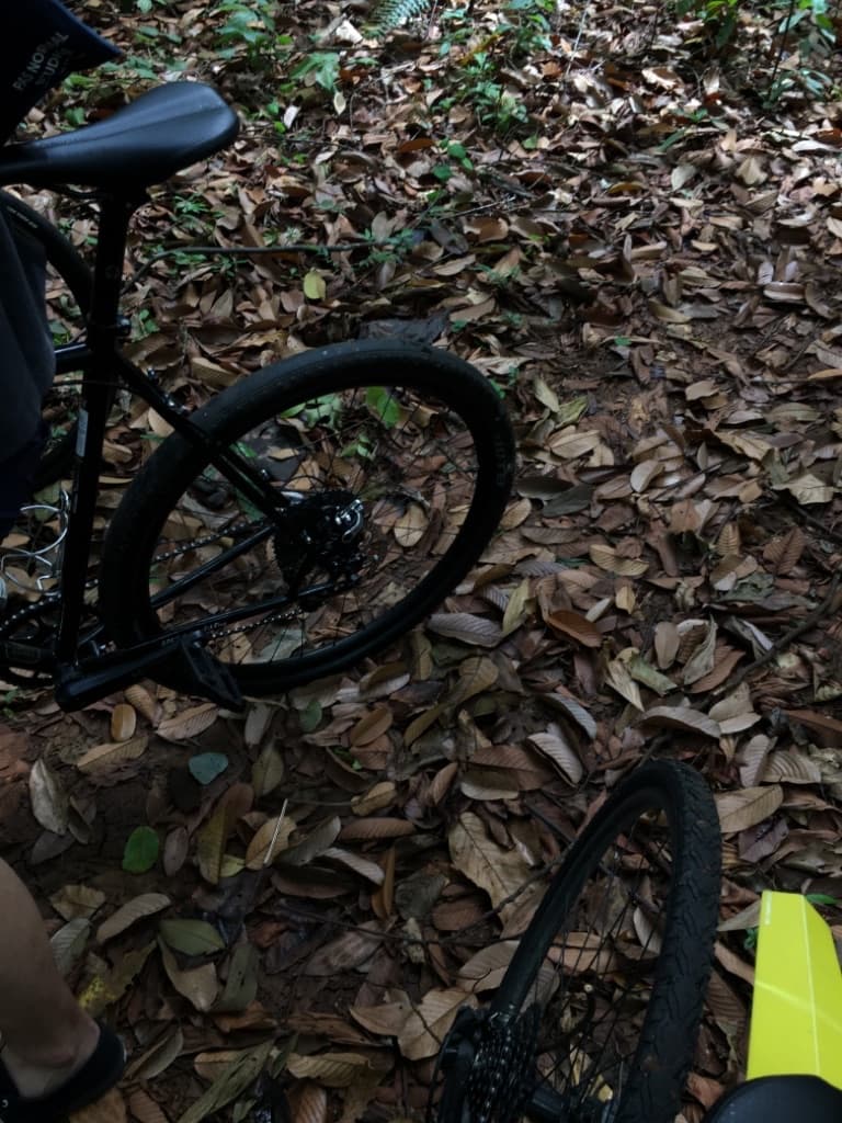 Cicadae CC media 4