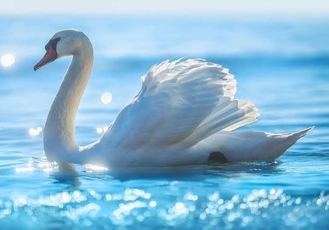 PB SWAN LEGACY media 1